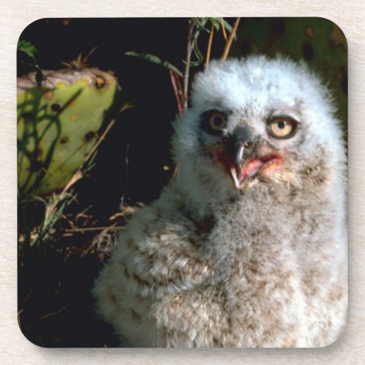 Baby Great Horned Owl Untersetzer (Vorderseite)