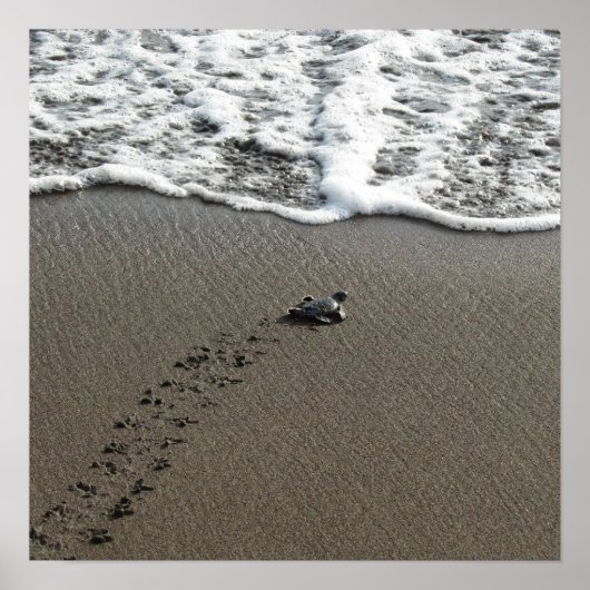 Baby Green Sea Turtle Poster (Vorne)