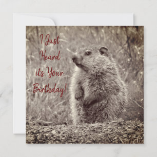 Baby Groundhog in SCHWARZ UND WEISS Geburtstag