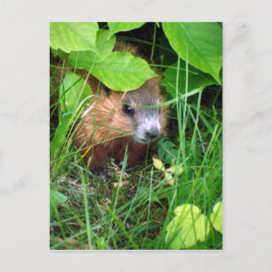 Baby Groundhog Petite Marmotte Hull Quebec Kanada Postkarte