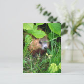 Baby Groundhog Petite Marmotte Hull Quebec Kanada Postkarte (Stehend Vorderseite)