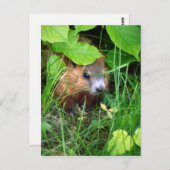 Baby Groundhog Petite Marmotte Hull Quebec Kanada Postkarte (Vorne/Hinten)