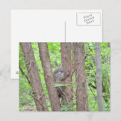 Baby Groundhog Postcard Postkarte (Vorne/Hinten)