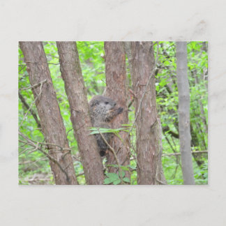 Baby Groundhog Postcard Postkarte