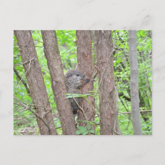 Baby Groundhog Postcard Postkarte (Vorderseite)
