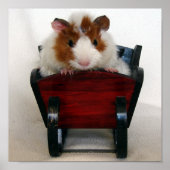Baby Guinea Pig in Sleigh Poster (Vorne)