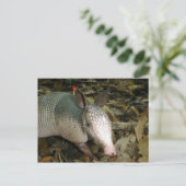 Baby-Gürteltier Postkarte (Stehend Vorderseite)