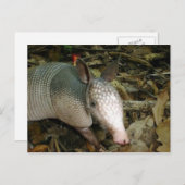 Baby-Gürteltier Postkarte (Vorne/Hinten)