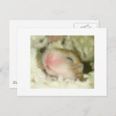 Baby Hamster Postkarte (Vorne/Hinten)