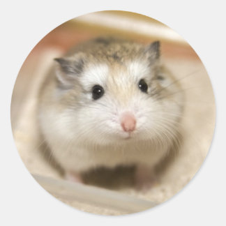 Baby Hamster Stare Runder Aufkleber
