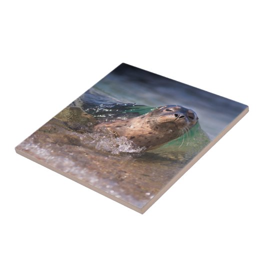 Baby Harbor Siegel Fliese (Seite)