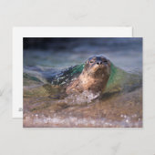 Baby Harbor Siegel Postkarte (Vorne/Hinten)