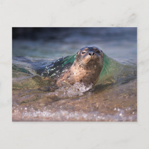 Baby Harbor Siegel Postkarte
