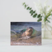 Baby Harbor Siegel Postkarte (Stehend Vorderseite)