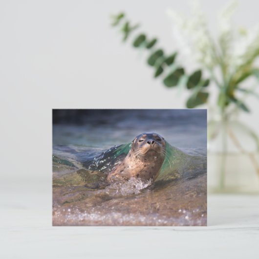 Baby Harbor Siegel Postkarte (Stehend Vorderseite)