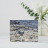 Baby Harbour Siegel, Bar Harbour, Maine Postkarte (Stehend Vorderseite)