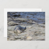 Baby Harbour Siegel, Bar Harbour, Maine Postkarte (Vorne/Hinten)