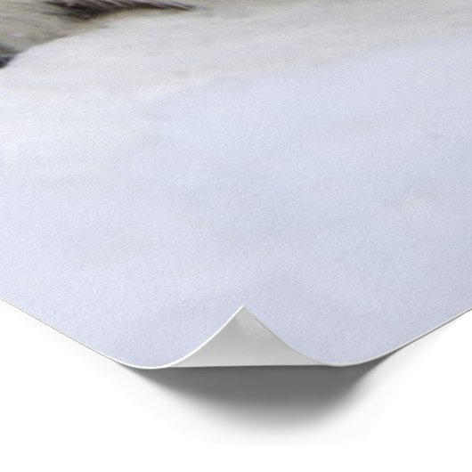 Baby Harp Siegel Poster (Ecke)