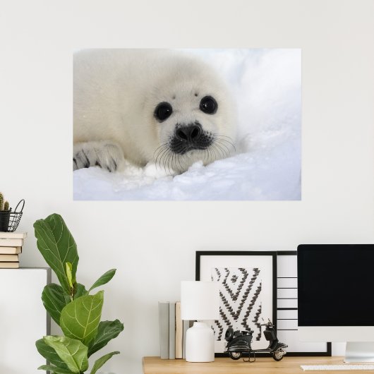 Baby Harp Siegel Poster (Heimbüro)