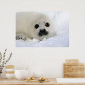 Baby Harp Siegel Poster (Küche)