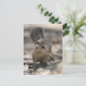 Baby Harris' Antelope Squirrel Postkarte (Stehend Vorderseite)