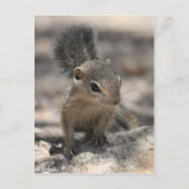 Baby Harris' Antelope Squirrel Postkarte (Vorderseite)