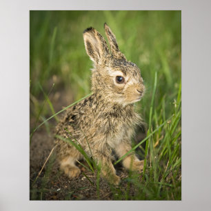 Baby-Häschen im Gras Poster