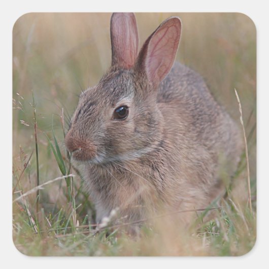 Baby-Hase im Gras Quadratischer Aufkleber (Vorderseite)