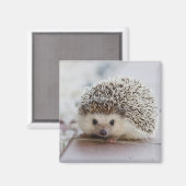 Baby-Hedgehog Magnet (Vorderseite/Rückseite)