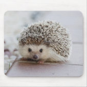 Baby-Hedgehog Mousepad (Vorne)