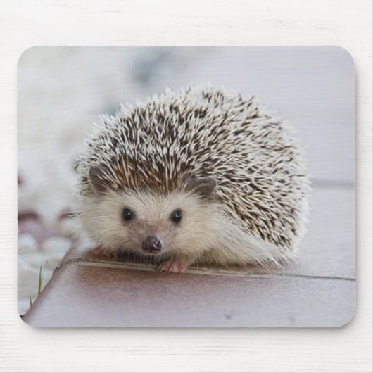 Baby-Hedgehog Mousepad (Vorne)