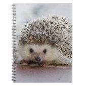 Baby-Hedgehog Notizblock (Vorderseite)