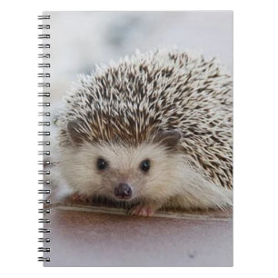Baby-Hedgehog Notizblock