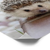 Baby-Hedgehog Poster (Ecke)