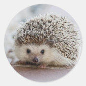Baby-Hedgehog Runder Aufkleber (Vorderseite)