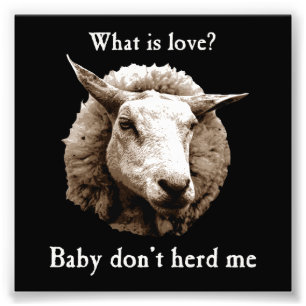 Baby Herd Me Sheep Fotodruck