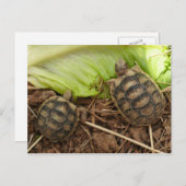 Baby Hermans Tortoises Postkarte (Vorne/Hinten)