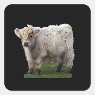 Baby Highland "Moo" Kuh Niedliche Bauernhof Tier K Quadratischer Aufkleber