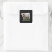 Baby Highland "Moo" Kuh Quadratischer Aufkleber (Tasche)