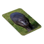 Baby Hippo Flexible Magnet (Rechte Seite)