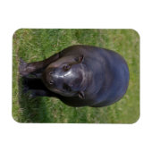 Baby Hippo Flexible Magnet (Horizontal)