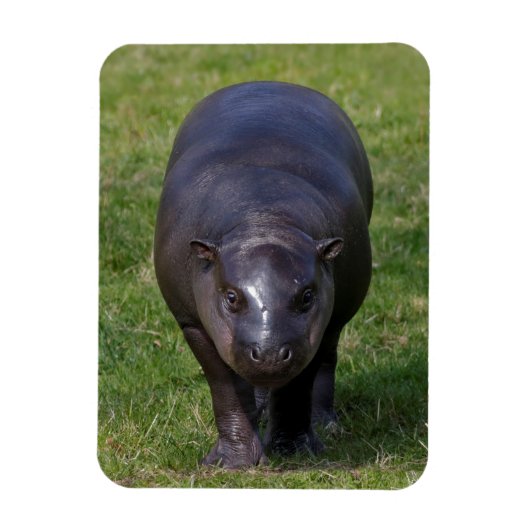 Baby Hippo Flexible Magnet (Vertikal)