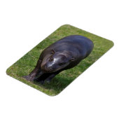 Baby Hippo Flexible Magnet (Linke Seite)