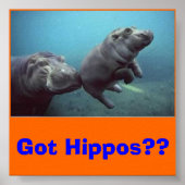 Baby-Hippo, Got Hippos? Poster (Vorne)