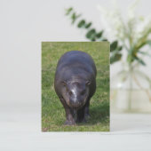Baby Hippo Postcard Postkarte (Stehend Vorderseite)