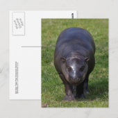 Baby Hippo Postcard Postkarte (Vorne/Hinten)