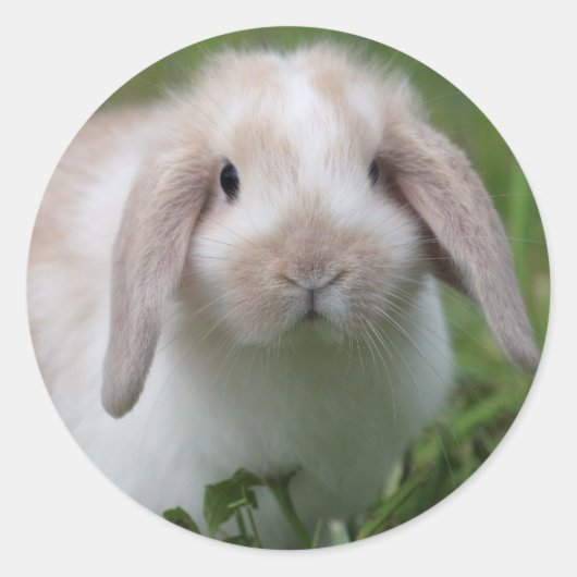 Baby Holland Lop Bunny Runder Aufkleber (Vorderseite)