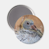 Baby Homing Pigeon Magnet (Vorderseite/Rückseite)