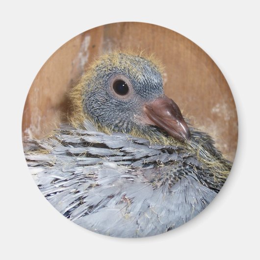 Baby Homing Pigeon Magnet (Vorne)