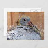 Baby Homing Taube Postcard Postkarte (Vorne/Hinten)